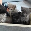 10 Katzen Pernik klein